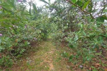 Murah🔥 Tanah Lot Banglo Sungai Buah,Bukit Unggul