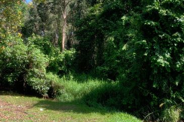 Murah 💗Tanah Lot Pertanian Jalan Bukit Baru - Duyong Melaka 