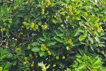 Nusa Dusun Orchard Resort, Kuala Linggi, Melaka.