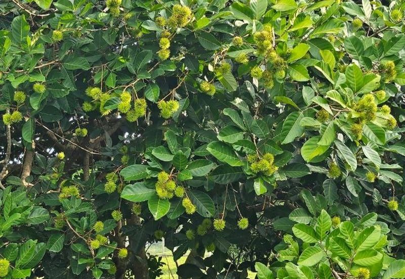 Nusa Dusun Orchard Resort, Kuala Linggi, Melaka.