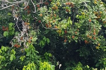 Nusa Dusun Orchard Resort, Kuala Linggi, Melaka.