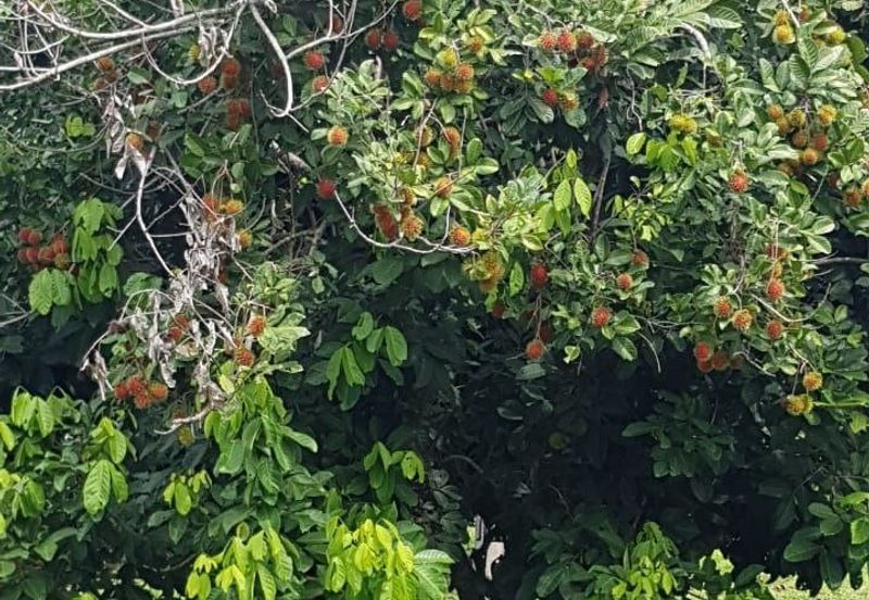 Nusa Dusun Orchard Resort, Kuala Linggi, Melaka.