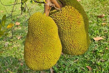 Nusa Dusun Orchard Resort, Kuala Linggi, Melaka.