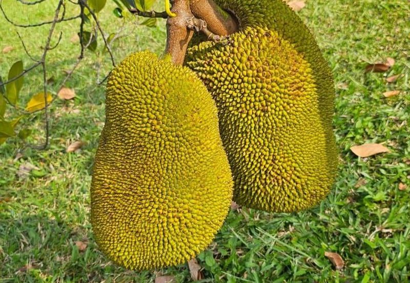 Nusa Dusun Orchard Resort, Kuala Linggi, Melaka.