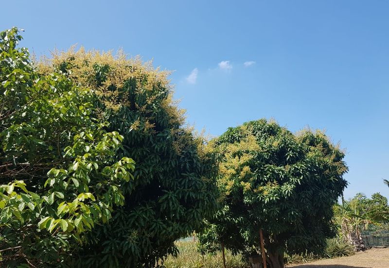 Nusa Dusun Orchard Resort, Kuala Linggi, Melaka.