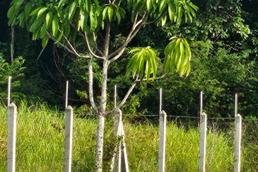 Nusa Dusun Orchard Resort, Kuala Linggi, Melaka.