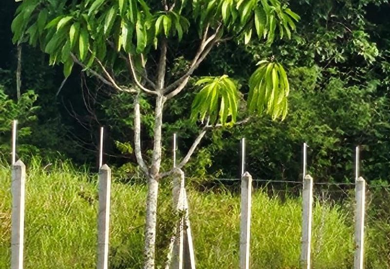 Nusa Dusun Orchard Resort, Kuala Linggi, Melaka.