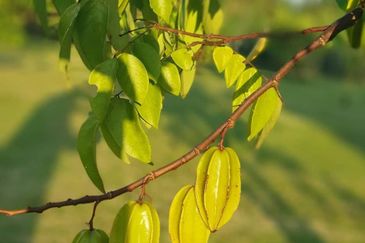 Nusa Dusun Orchard Resort, Kuala Linggi, Melaka.