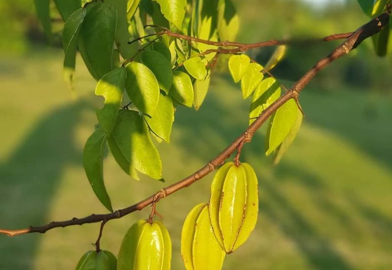 Nusa Dusun Orchard Resort, Kuala Linggi, Melaka.