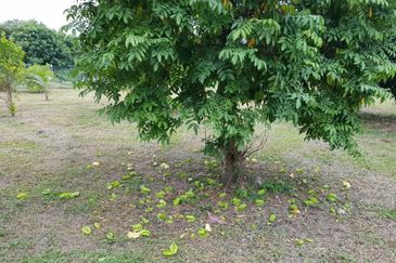 Nusa Dusun Orchard Resort, Kuala Linggi, Melaka.