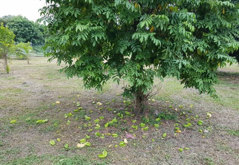 Nusa Dusun Orchard Resort, Kuala Linggi, Melaka.