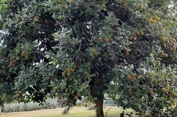 Nusa Dusun Orchard Resort, Kuala Linggi, Melaka.