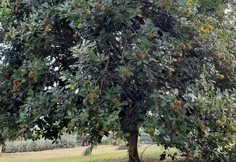 Nusa Dusun Orchard Resort, Kuala Linggi, Melaka.