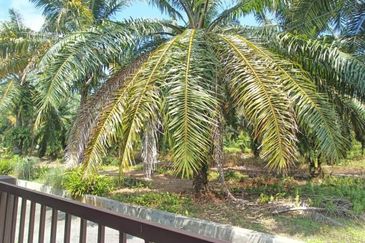 Taman Merbah, Olak Lempit