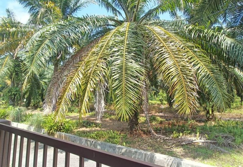 Taman Merbah, Olak Lempit