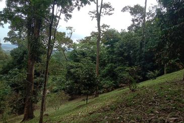 Tanah Pertanian Dusun Tuan , Batu 17 Hulu Langat