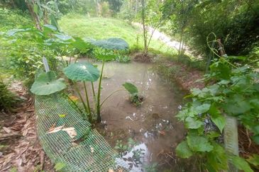 Tanah Pertanian Dusun Tuan , Batu 17 Hulu Langat