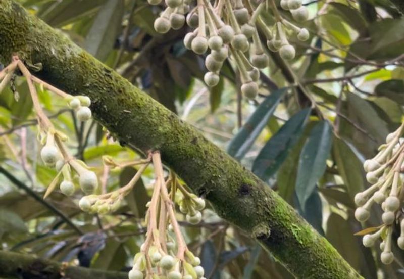 Very cheap Durian Orchard Musang King  & Black Thorn Land at Sungkai for sale 