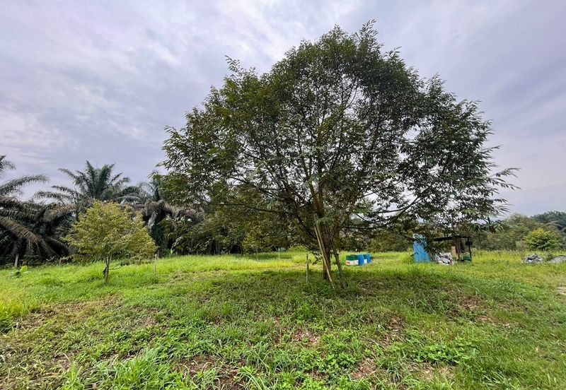 Very cheap Durian Orchard Musang King  & Black Thorn Land at Sungkai for sale 