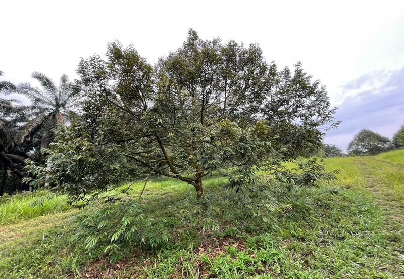 Very cheap Durian Orchard Musang King  & Black Thorn Land at Sungkai for sale 