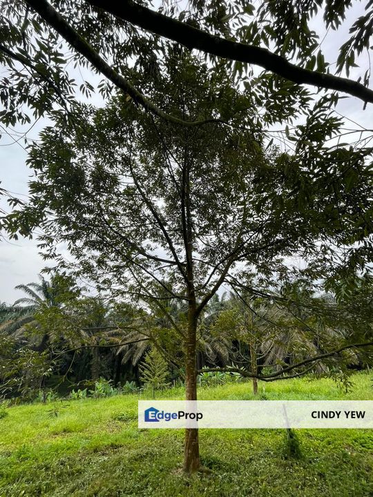 Very cheap Durian Orchard Musang King  & Black Thorn Land at Sungkai for sale , Perak, Sungkai