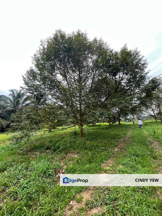 Very cheap Durian Orchard Musang King  & Black Thorn Land at Sungkai for sale , Perak, Sungkai