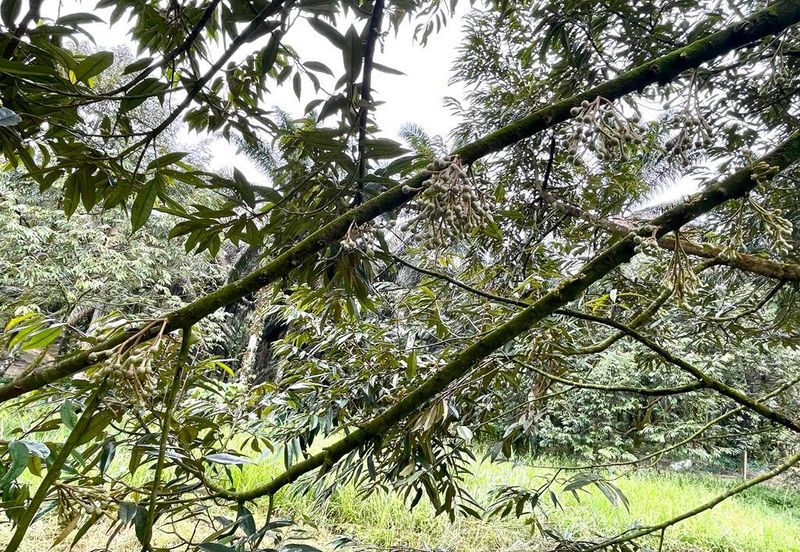 Very cheap Durian Orchard Musang King  & Black Thorn Land at Sungkai for sale 