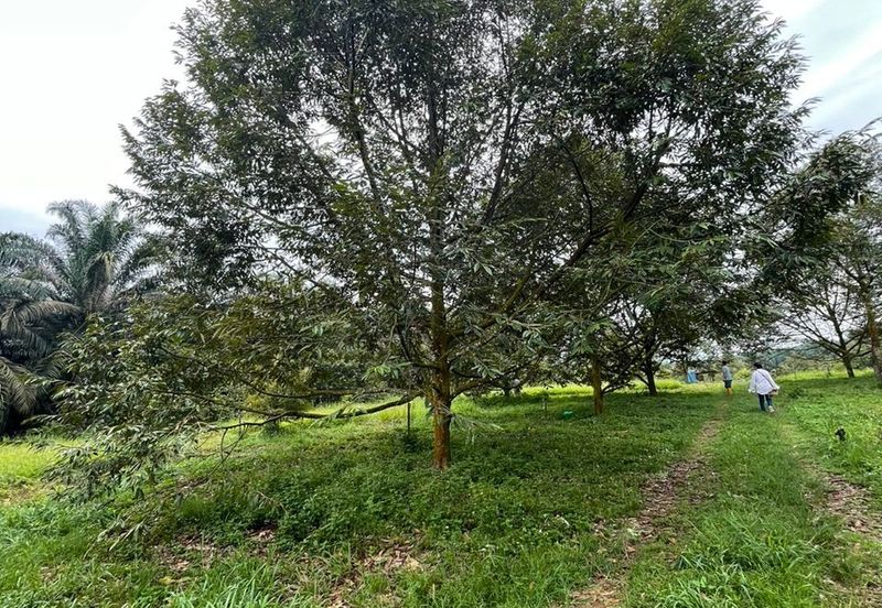 Very cheap Durian Orchard Musang King  & Black Thorn Land at Sungkai for sale 