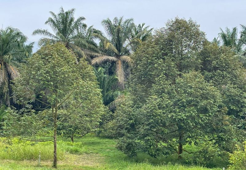 Very cheap Durian Orchard Musang King  & Black Thorn Land at Sungkai for sale 