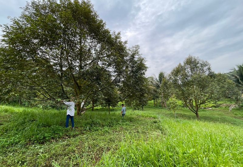 Very cheap Durian Orchard Musang King  & Black Thorn Land at Sungkai for sale 