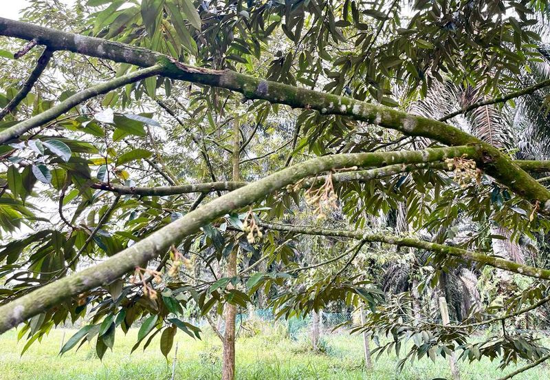 Very cheap Durian Orchard Musang King  & Black Thorn Land at Sungkai for sale 