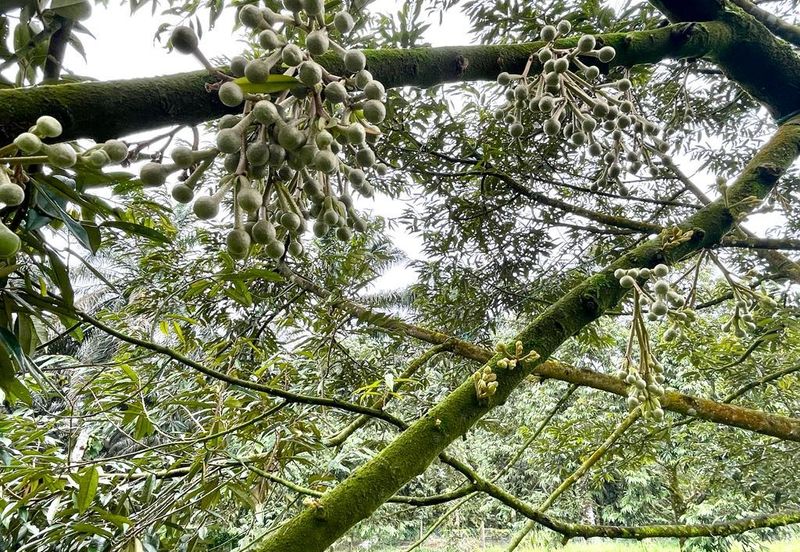 Very cheap Durian Orchard Musang King  & Black Thorn Land at Sungkai for sale 