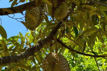 3 storey cascading resort at Pantai Hills Seremban