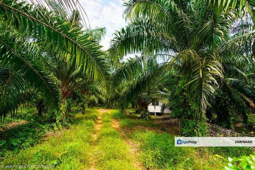 Sepang Agriculture Land 10 acre for Sale! Near AVANI Sepang Goldcoast, Selangor, Sepang