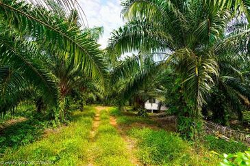Sepang Agriculture Land 10 acre for Sale! Near AVANI Sepang Goldcoast