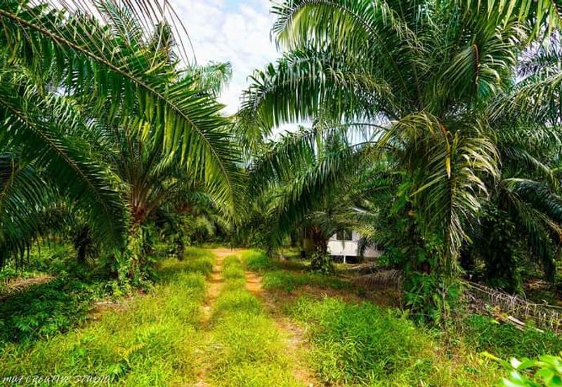 Sepang Agriculture Land 10 acre for Sale! Near AVANI Sepang Goldcoast