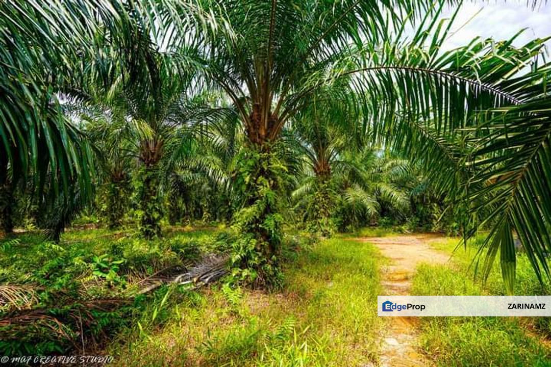 Sepang Agriculture Land 10 acre for Sale! Near AVANI Sepang Goldcoast, Selangor, Sepang