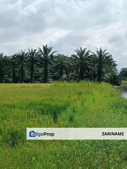 Tanah Sawah Freehold Rizab Melayu Untuk DiJual di Teluk Intan Perak!, Perak, Teluk Intan