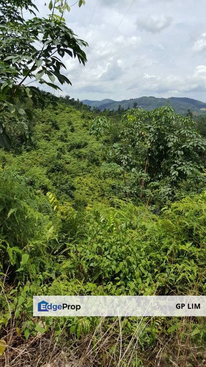 pahang betong, Pahang, Bentong