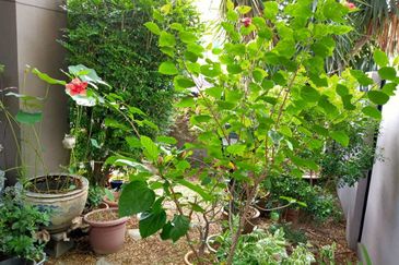 Butterfly Park @ Bandar Bukit Tinggi