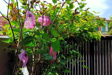 Butterfly Park @ Bandar Bukit Tinggi