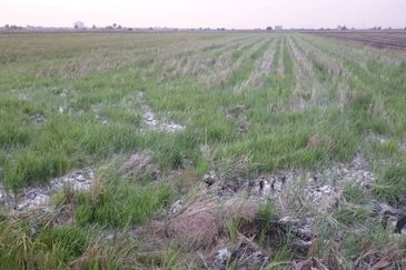 Sekinchan Business Centre