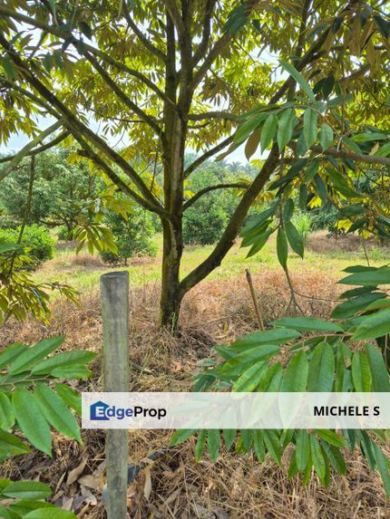 Simpang Renggam Machap Agriculture Land For Sale, Johor, Simpang Renggam