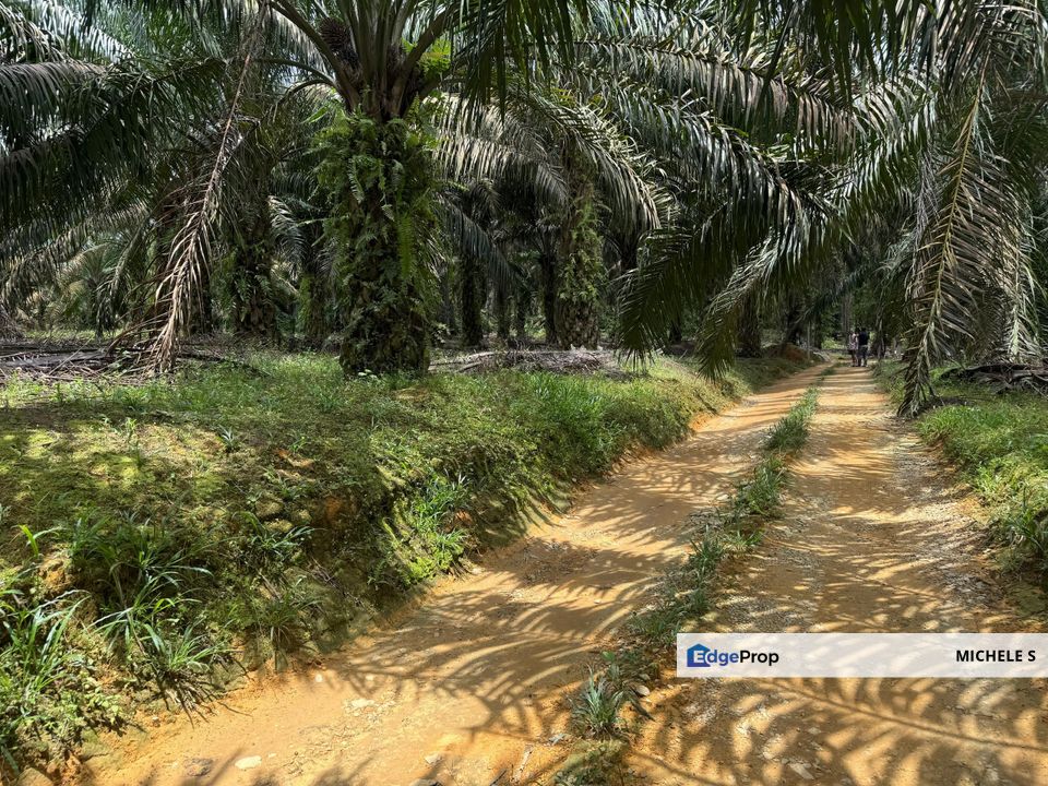 Kulai Sengkang 6.1 Acres Agricultural Land For Sale, Johor, Kulai