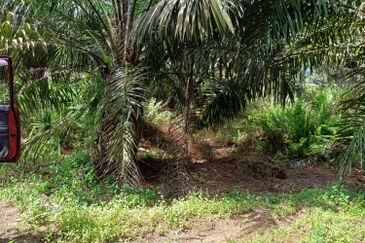 Rimba Terjun Pontian