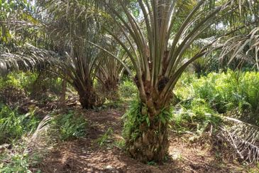 Rimba Terjun Pontian