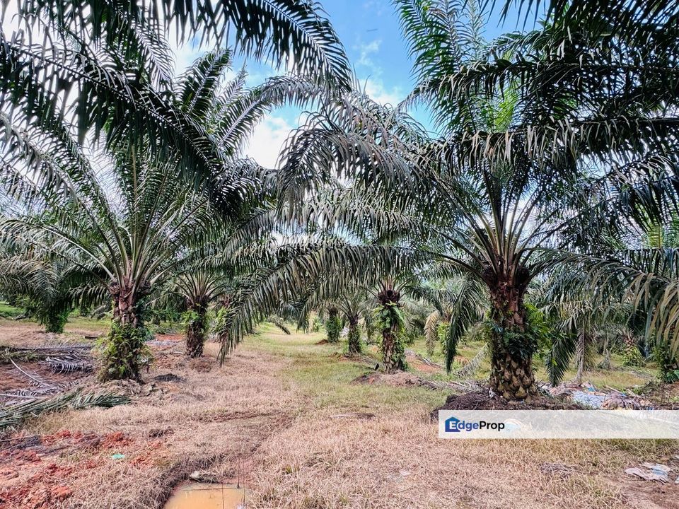 Ayer Hitam 8.05acres Agricutural Land for Sale, Johor, Kluang