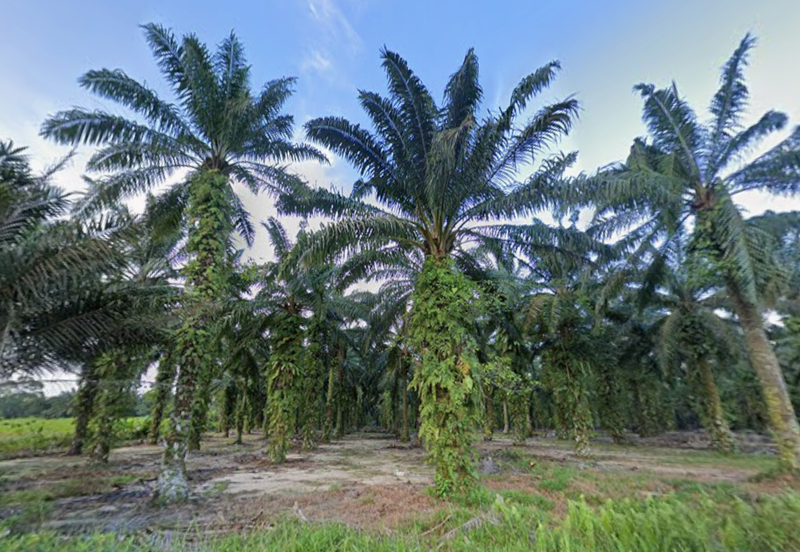 Pekan Nanas Land