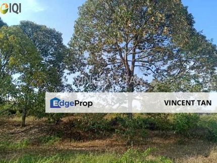 Durian Land For Sale @ Simpang Pertang Negeri Sembilan, Negeri Sembilan, Simpang Pertang