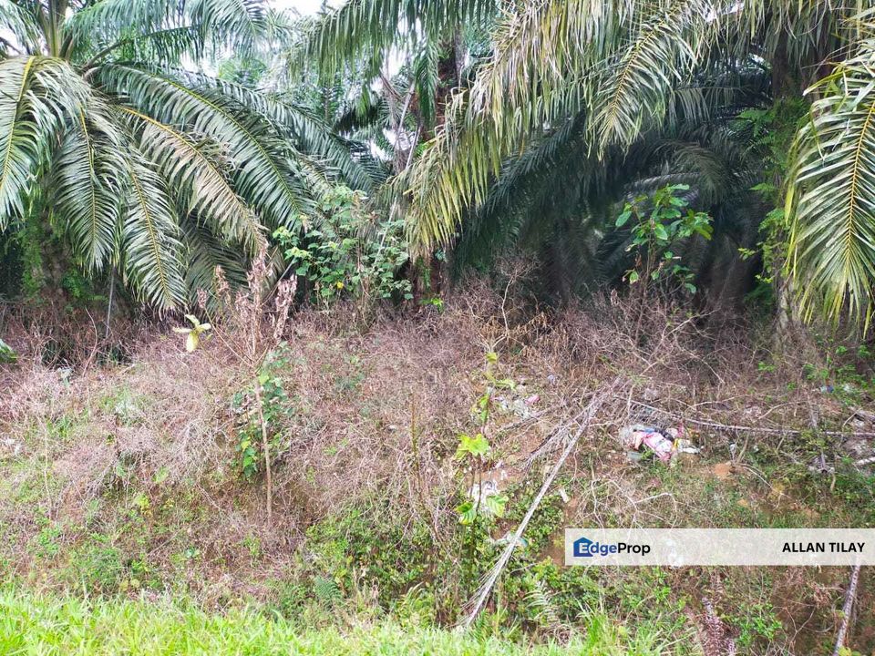 Port Dickson Pasir Panjang Freehold Non Bumi Oil Palm Land for Sale